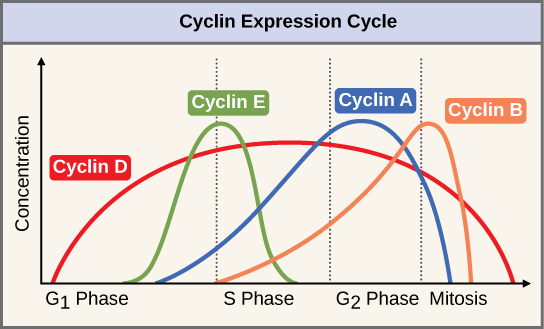 Cell Cycle positive regulators wikipedia.com