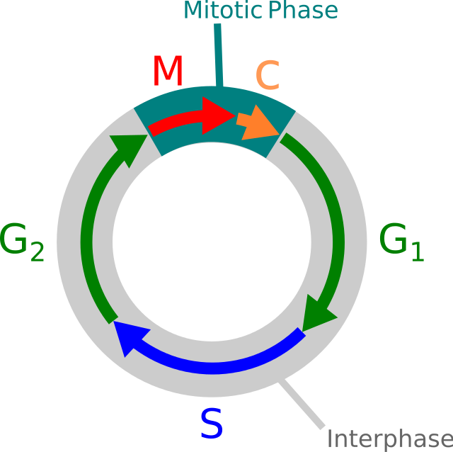 Cell Cycle interphase and mitotic phase wikipedia.org
