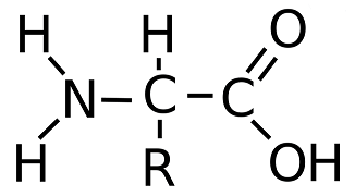 Organic Chemistry, amino acid general formula, StudySmarter