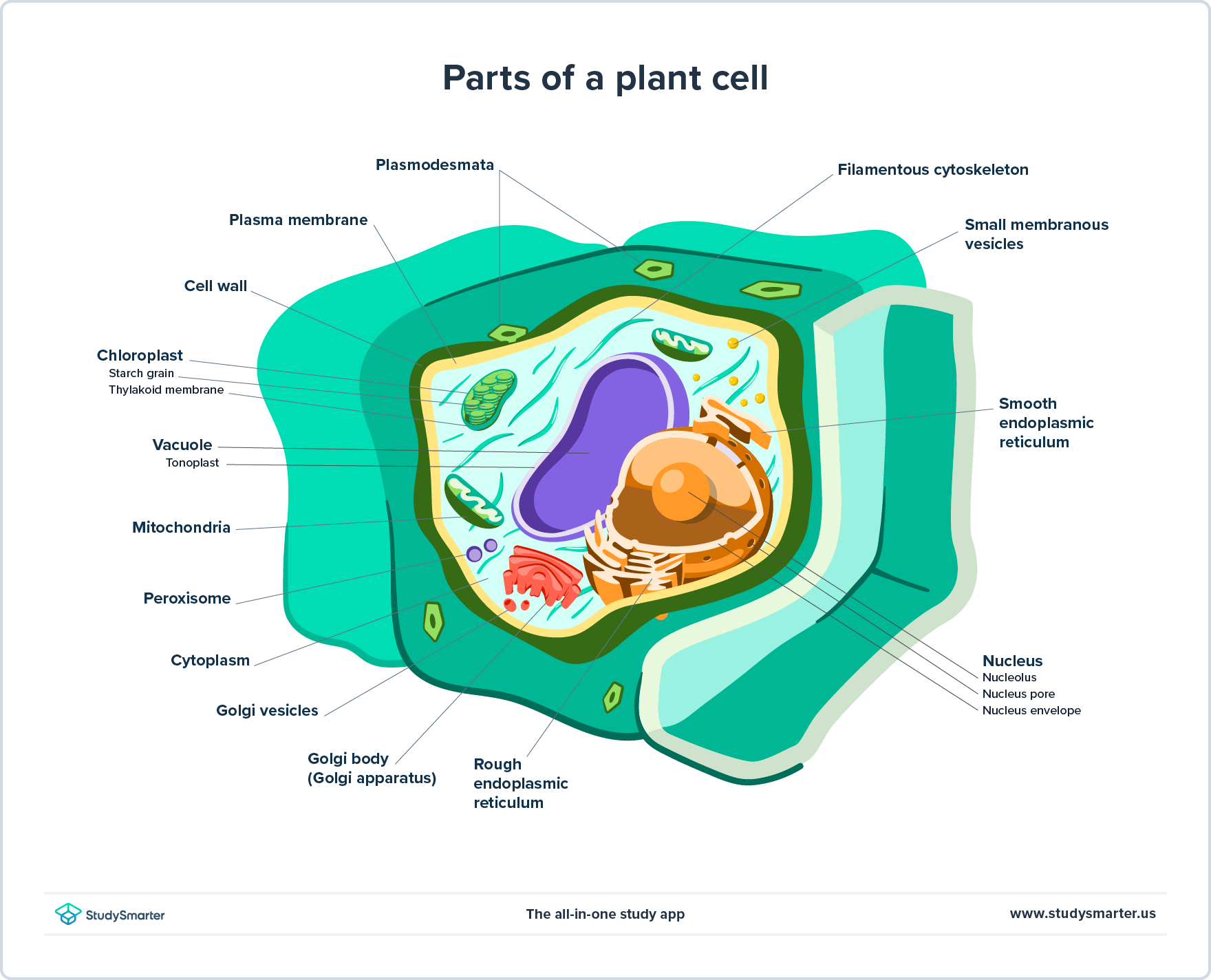 Plant Biology Figure 1: Plant Cell | StudySmarter