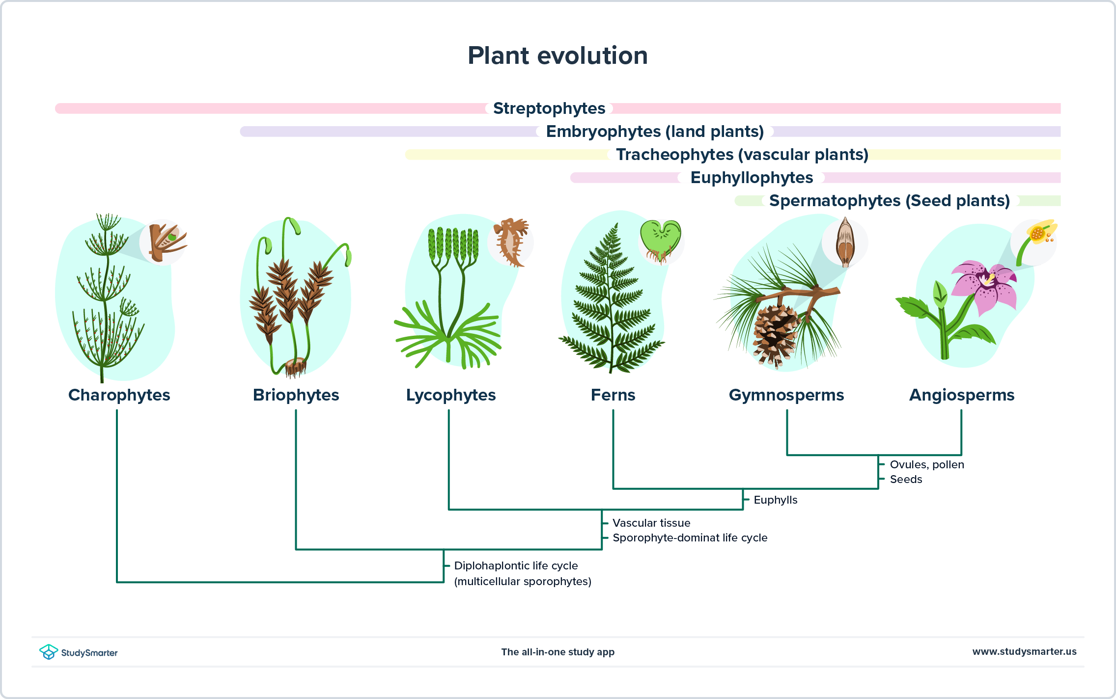Plant Biology Figure 3: Plant Evolution | StudySmarter